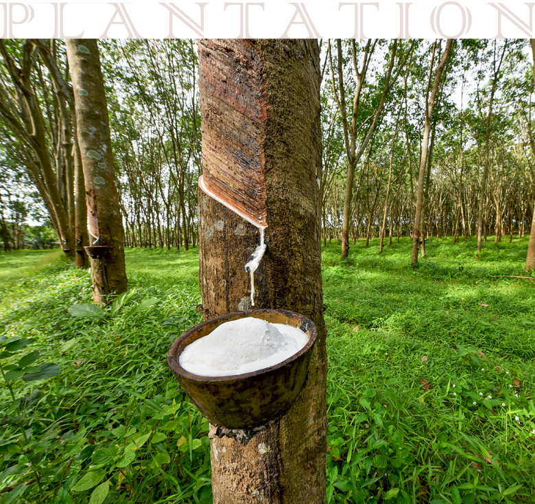 Plantation – New